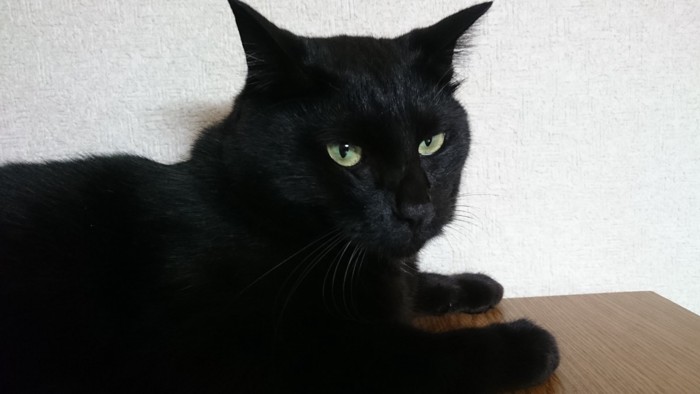 黒猫現在のクロタ写真