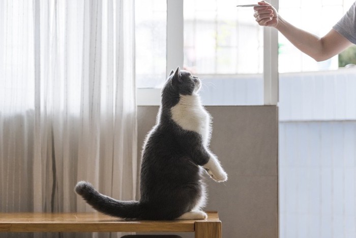 猫におやつを見せる人の手と二本足で立つ猫