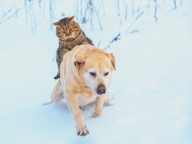 雪道で犬におんぶされている猫