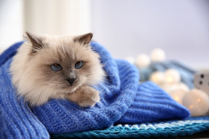 セーターにくるまる猫