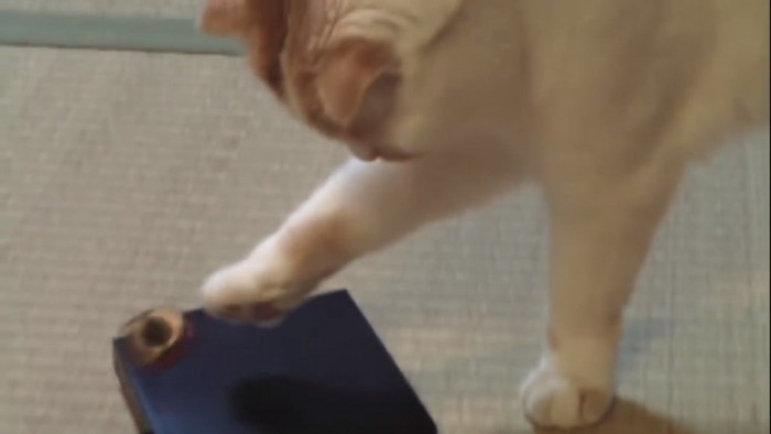 コマを触る猫の横顔