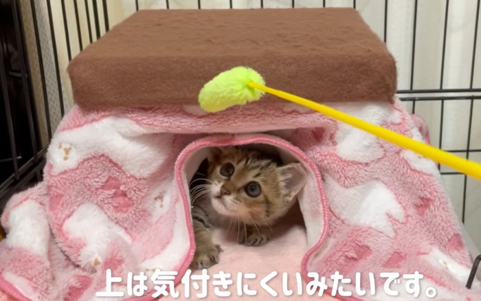 こたつの上に猫じゃらしを置いてみる飼い主