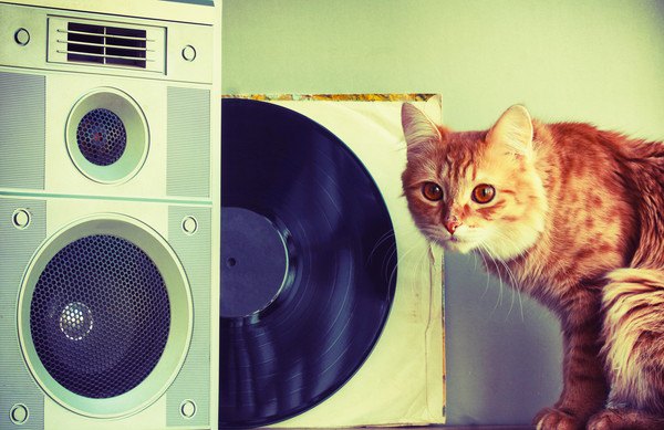 音楽を聴く猫