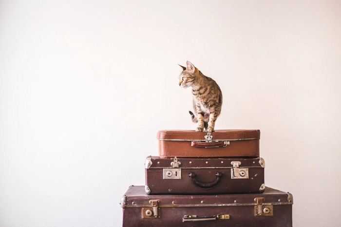旅行鞄の上に乗って飼い主の外出を阻止する猫