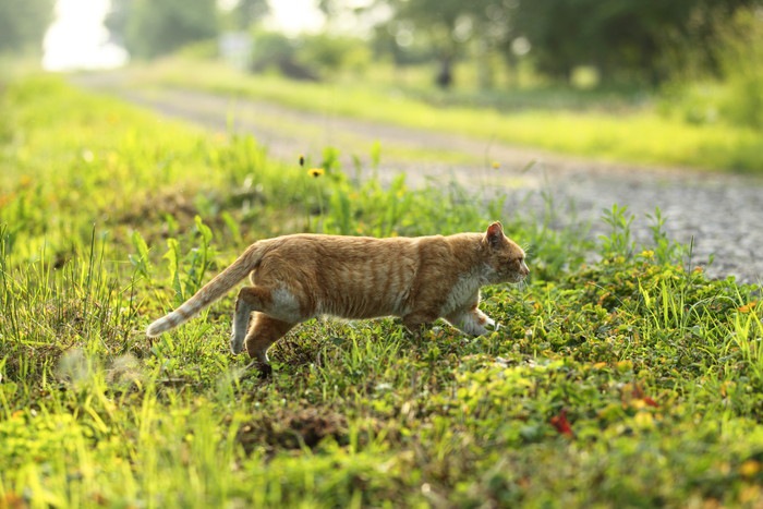 草むらを歩く野良猫