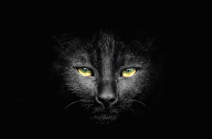 暗闇の中で見つめる黒猫