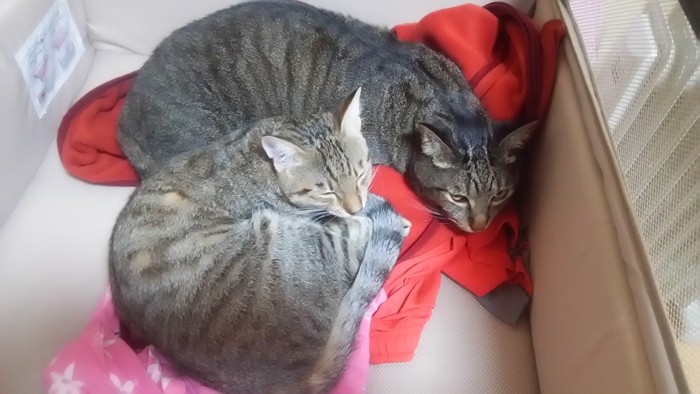 二匹で寝てる猫