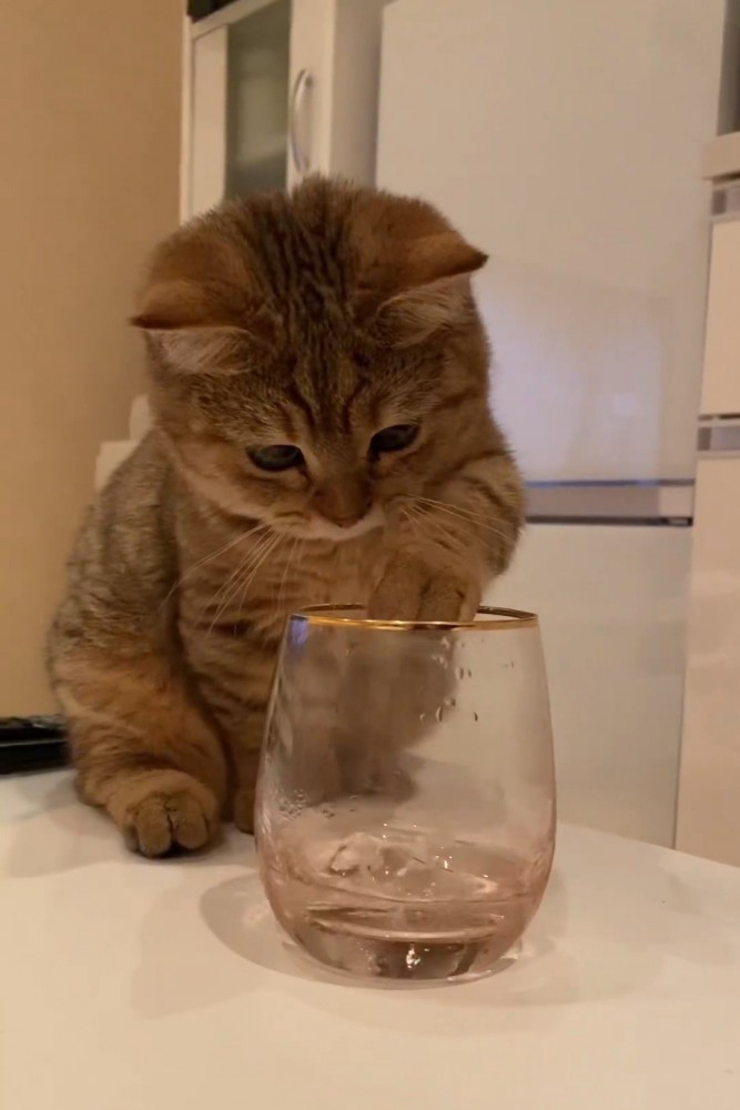 グラスの縁に前足を乗せる猫