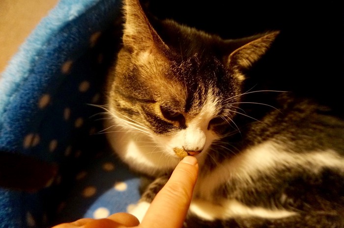 猫の鼻をつんつんする指