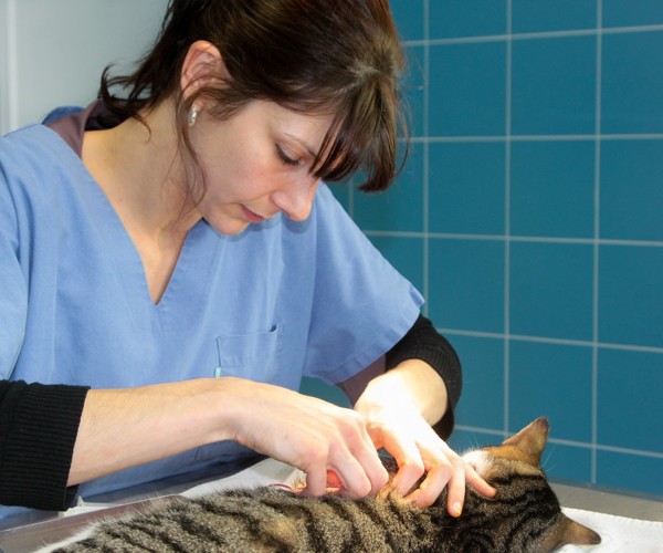 猫の手術をする獣医