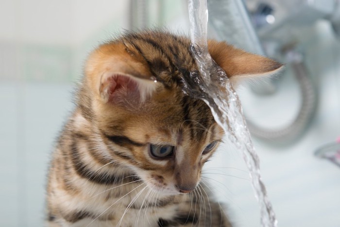 蛇口から出た水が頭に当たる子猫