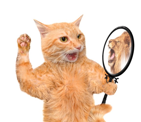 鏡に映るライオンを見て驚く猫