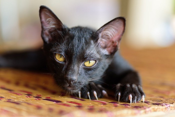 爪を立てる黒猫