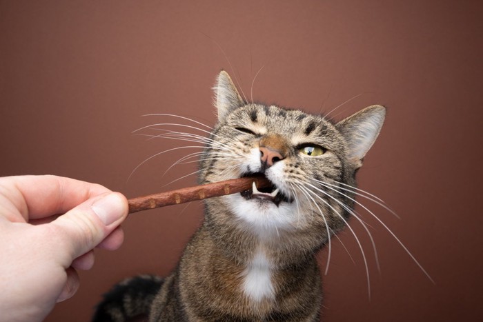.大きめのガムタイプのおやつを食べる猫