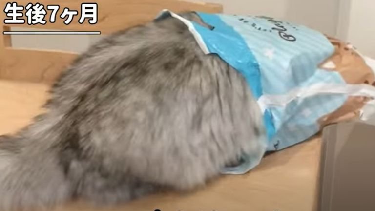 袋に頭を入れる子猫
