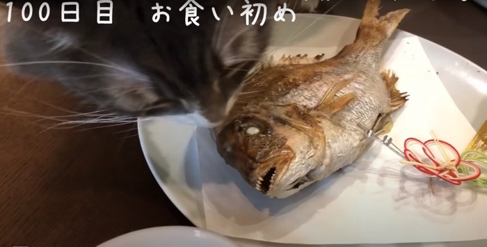 鯛の匂いを嗅ぐ猫