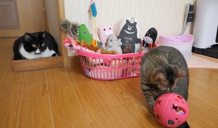 ボールで遊ぶ猫を見つめる猫