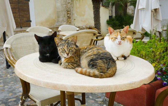 丸テーブルに乗っている猫たち
