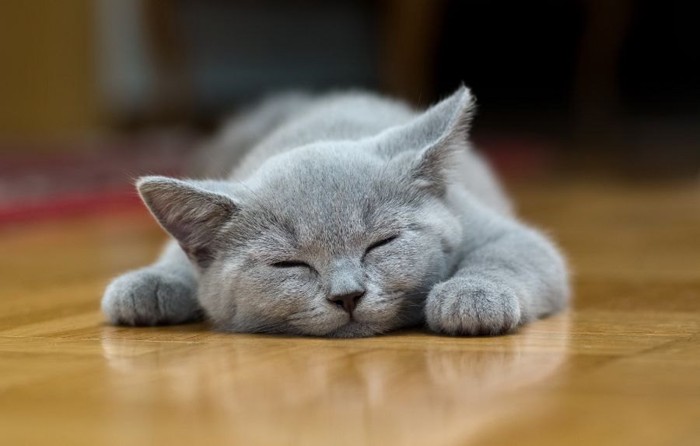 うつ伏せで寝るグレーの猫
