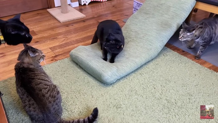3匹の猫に囲まれて怒る黒猫