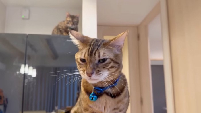 カメラの前にいる猫と冷蔵庫の上にいる猫