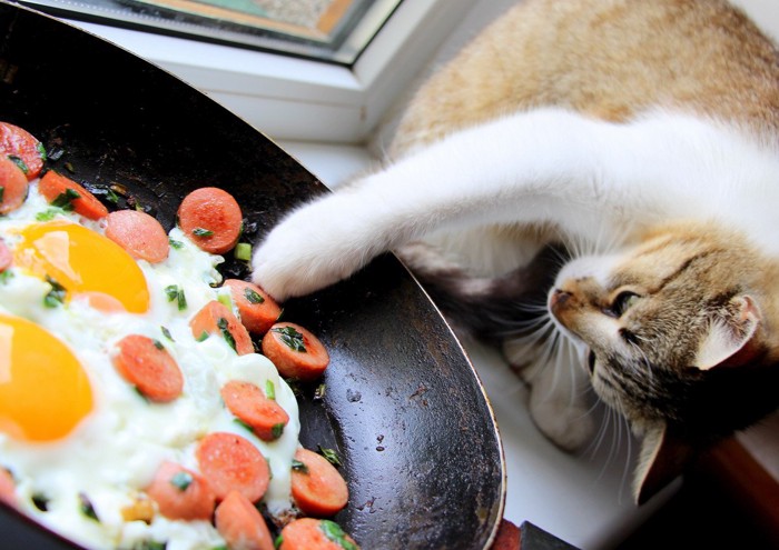 フライパンの中に手を伸ばす猫