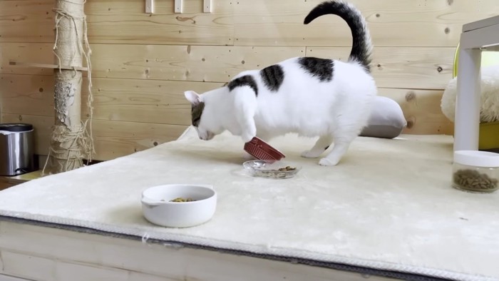 お皿をホリホリする猫
