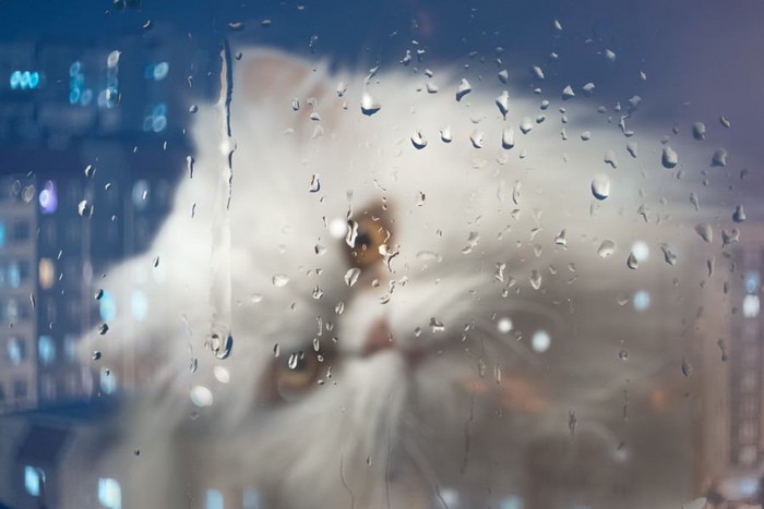 雨の日の窓と猫