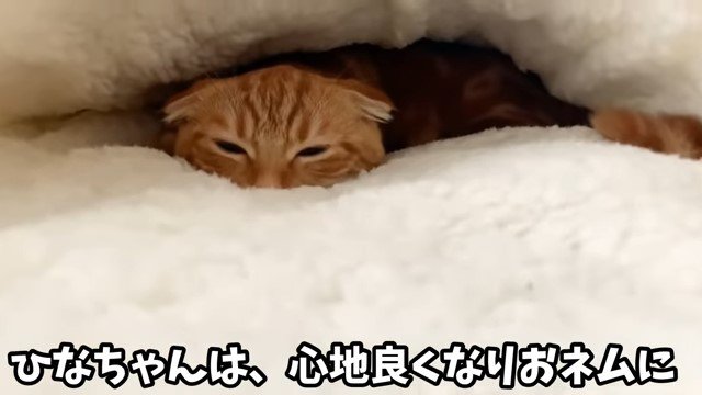 猫布団で眠る猫