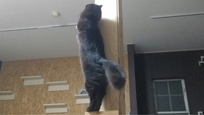 猫がキャットタワーを登っている写真