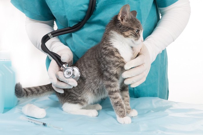 獣医師に診察されている子猫
