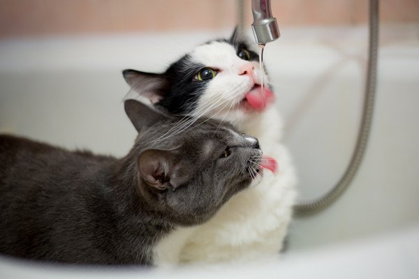 水を飲む二匹の猫
