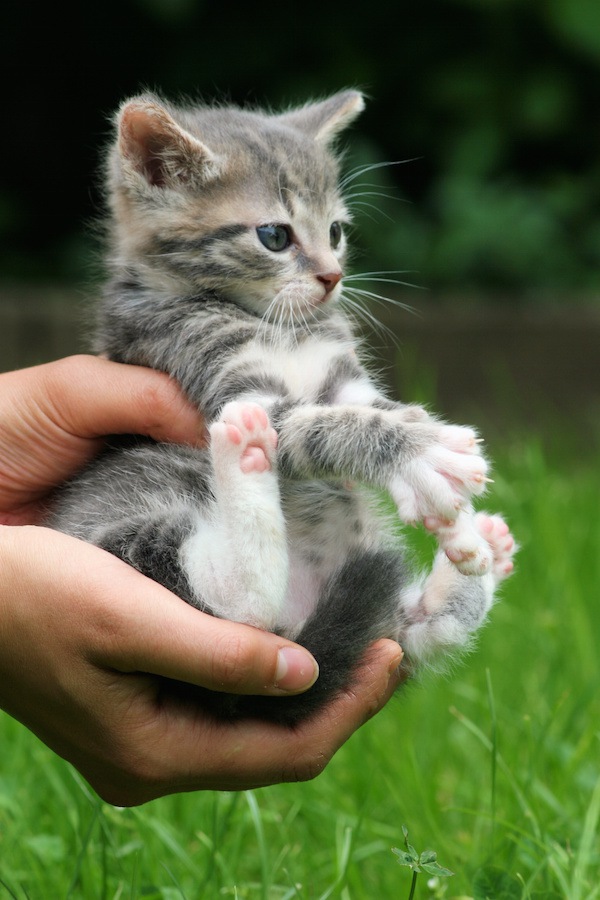 人の手に抱かれた子猫