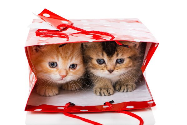 猫と赤い袋