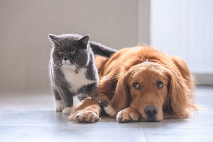 猫と犬の微妙な関係