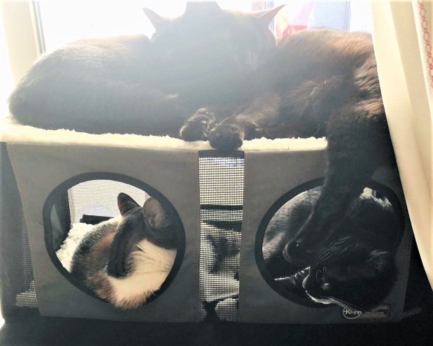 ねこよんコギわん第30話窓ベッドに集合する猫たち