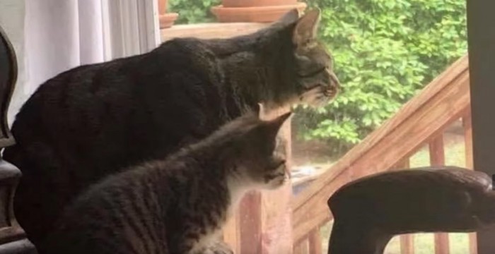 窓辺のキジトラ猫と子猫