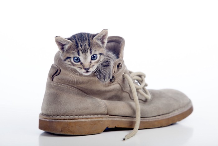 靴の中に入って遊ぶ子猫