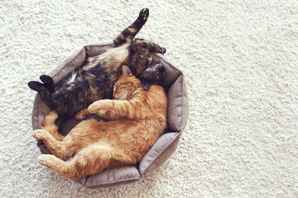 二匹の猫の寝姿