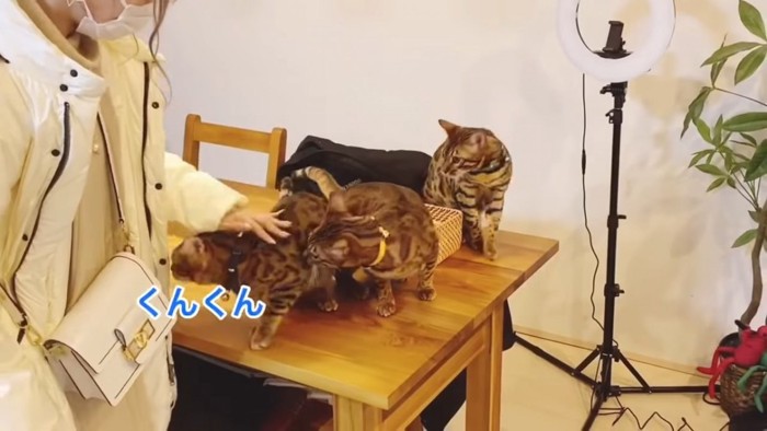 テーブルの上にいる3匹の猫