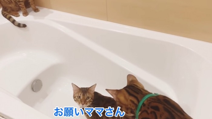 お風呂に集まる猫