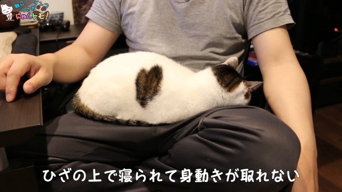 飼い主さんの膝の上で寝る猫