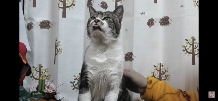 舌を出す猫