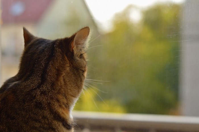窓の外を見る猫の後ろ姿