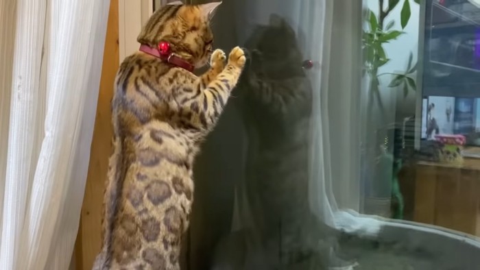 窓に前足をかけて立つ猫