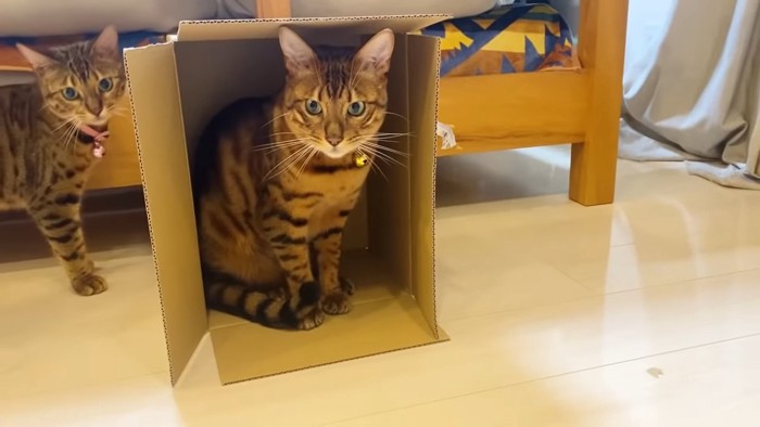 縦に置かれた箱に入る猫