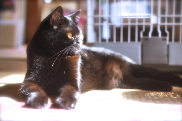 日向ぼっこする黒猫