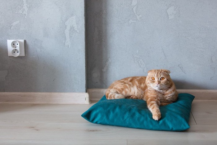 枕の上でくつろぐ猫