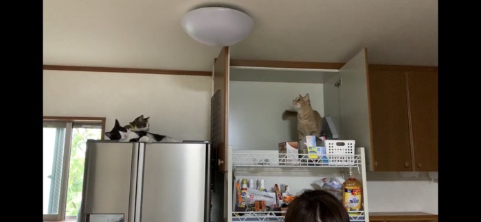 棚の上に侵入する猫