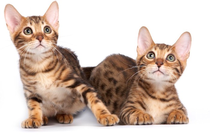 何かを見つめる二匹のベンガルの子猫